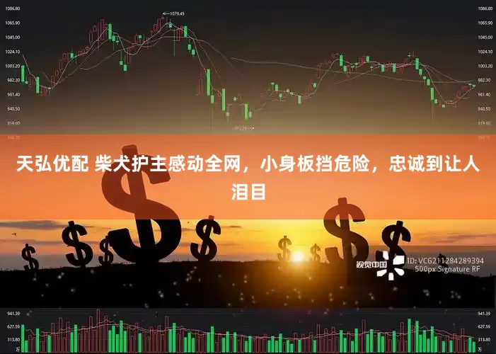 天弘优配 柴犬护主感动全网，小身板挡危险，忠诚到让人泪目